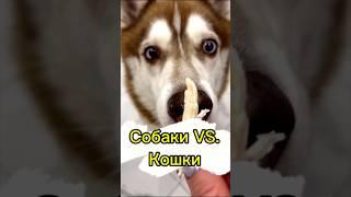 ПОДПИСЫВАЙСЯ, больше видео в профиле ️ #хаскивидео #хаски #юмор #собакаулыбака #собака #мем # #дуэт