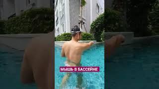 Мышь в бассейне #юмор #животные #humor #shorts  #Таиланд