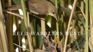 Reed Warblers With Babies in Nest