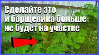 Есть простой способ победить борщевик навсегда на даче навсегда.