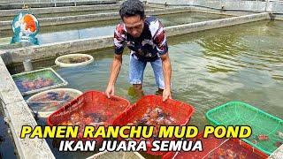 Panen Besar ‼ Ranchu Mud Pond Size 13-14 cm Umur 2,5 Bulan - Maya Rizka Goldfish