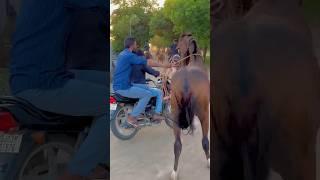 Horse power  #shorts #viral #horse #horselover #viral #shortvideo #youtubeshorts #short_video