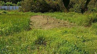  POTONG RUMPUT DI ATAS TEMBOKAN KOLAM️