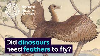 Did dinosaurs need feathers to fly? | Surprising Science
