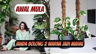 Awal Mula Harga Tanaman Hias Janda Bolong Variegata Dua Warna Jadi Termahal