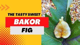 Tasting The Very Sweet Fig “Bakor”