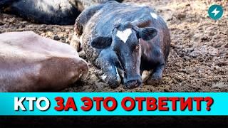 ГРОМКОЕ ДЕЛО! Уголовка на ферме: что сделали с животными? Мозырь бьёт тревогу // Новости Беларуси