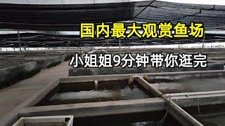 9分钟，美女带你参观完中国最大的观赏鱼渔场 Beautiful girl take you on a tour of China's largest ornamental fish farm