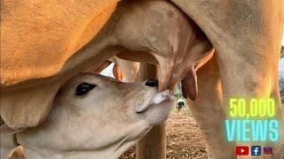 Ongole calf Drinking Fresh Milk |OGOLE COW|A2 Milk| Milking video