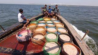 भांगच्या दिवशी केली खोल समुद्रामध्ये मासेमारी. Deep sea fishing. Mumbai Indian fishing #boat