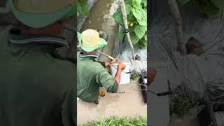 quá đỉnh anh nông dân chế máy cắt cỏ thành máy tưới phân #shorts