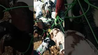 RK goat farming ayodhya #bakri #goatfarming #sort #viral #bakripalan #youtubeshorts