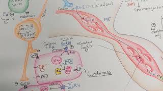 HPG Axis: Regulation of XX and XY Reproduction