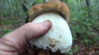 The color of happiness - boletus mushrooms October 2023 before heavy rains