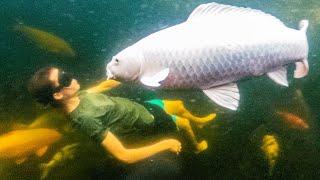 The Day I Went Swimming With Big Friendly Fish?!