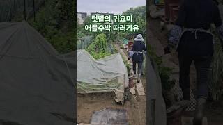 참 키우기쉬운 애플수박. 사과처럼 깎아먹어요 #애플수박효능 #이뇨작용(시트룰린) #피부미용(수분) #항암,노화예방(리코펜) #최초재배지(문경)