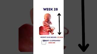 The size of your baby at 28 weeks #pregancyultrasound #baby#shorts