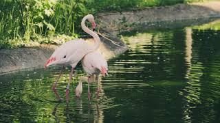 FREEDIO: "Flamingos" royalty free HD stock video footage