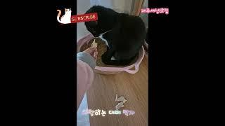 세냥이 간식시간