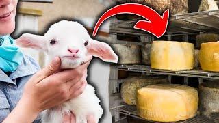 HOW TO MAKE SHEEP MILK CHEESE at home (step-by-step)  Pecorino Romano Cheesemaking Italy Raw Dairy