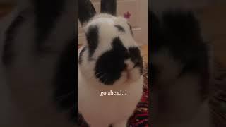 Boop the bunny nose!cute bunny|indoor rabbit|funny pets #shorts #rabbit #petrabbit #cutebunny