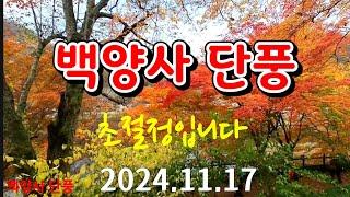 [장성 백암산] 백양사 단풍 2024.11.17.초절정