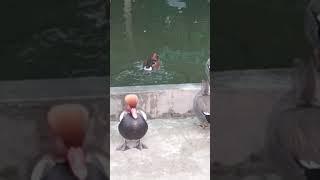 african black crown crane in lakki marwat wildlife park