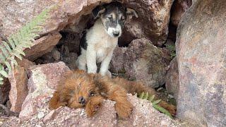 Emergency || 2 puppies lost from mother and trapped in a small cave, begging for help..!