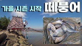 가을 시즌 시작 떼붕어 Crucian carp fishing #붕어낚시 #무료낚시터  #아산호    @낙엽비