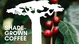 Shade produces the world's best coffee