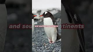 Penguin Peculiarity: The Southern Hemisphere's Exclusive Residents #short