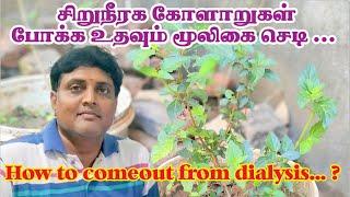 Poonai meesai plant uses | Java tea | Cat's Whiskers uses