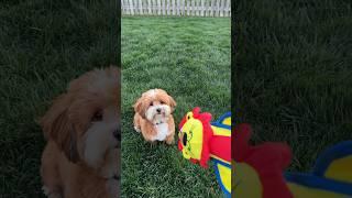 Milo the Havanese puppy got a new toy and look what he did !!!