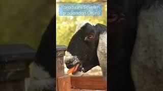 Sevimli Komik Keçi ️ #shorts #goat #viral