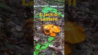 2 Poisonous Wild Mushrooms to Avoid!