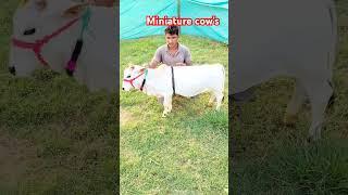 Miniature cow's Sale 7993104742 my WhatsApp number