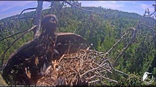 Today's moment of fall, from the nest of sea eagle chicks 2020/08/02