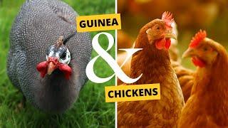 Raising Guinea Fowl with Chickens