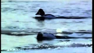 Виновата ли зима -Татьяна Снежина