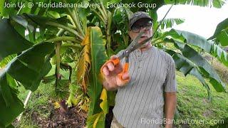 Trimming Banana Leaves off of Banana Plants