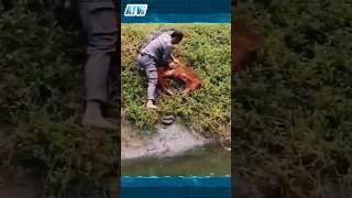 Daring Rescue: Zookeeper Saves Drowning Monkey's Life! ‍️