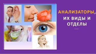 1. Анализаторы, их виды и отделы