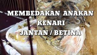 Cara MEMBEDAKAN ANAKAN KENARI jantan DAN betina √ anakan kenari