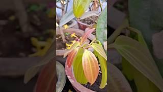 दालचीनी का पौधा | Cinnamon plant #ytshorts #shorts #trending #viral #garden #plants #spiceplant