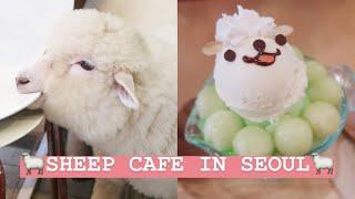 BEST Sheep Cafe in Seoul // SOUTH KOREA VLOG