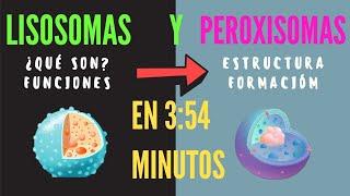 ¿qué son los lisosomas y peroxisomas?  Estructura y funciones de lisosomas y peroxisomas FÁCIL  2020