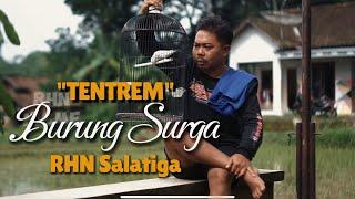 "TENTREM" LOVEBIRD FIGHTER JUJUR VERSI Om Gendub RHN Salatiga | #rhnsalatiga