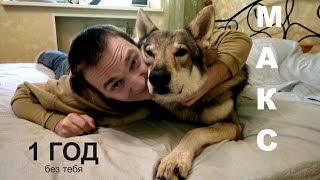 Домашний волк Макс на радио