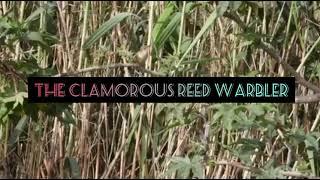 The Clamorous Reed Warbler | The Birders