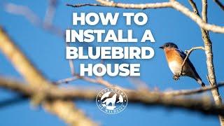 How To Install a Bluebird House